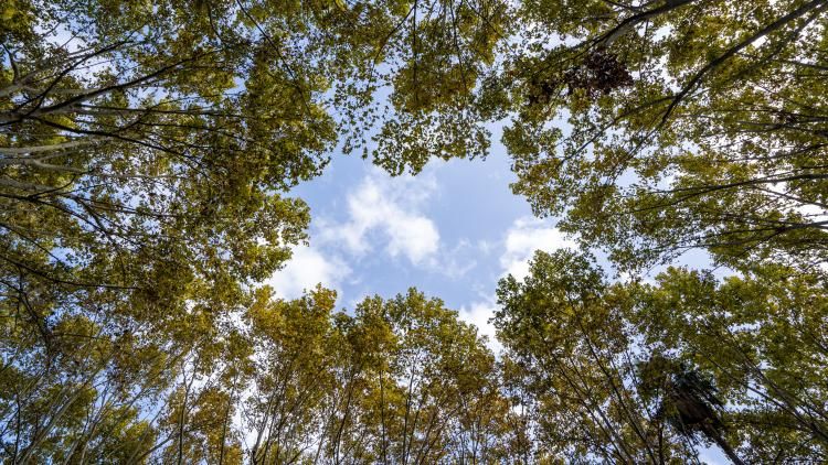 Trees view from bottom with a frame in the sky